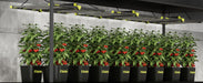 Elufah NHI3200 - 24 320 Watt LED Grow Light 2x4 Commercial - Green Thumb Depot