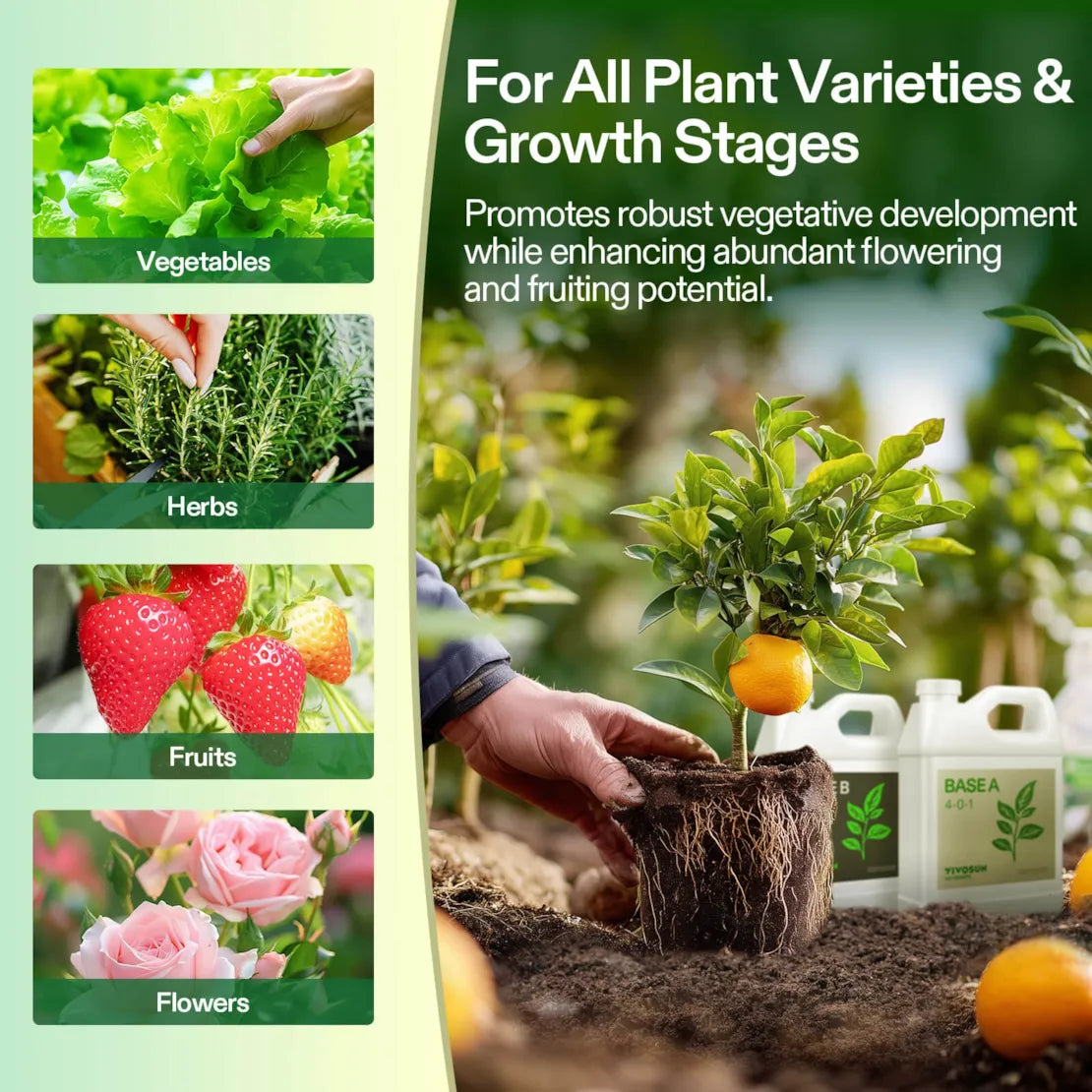 Nutrients Base A & B Bundle, Liquid Fertilizer Supports Vegetative and Flowering Stage