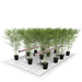 GrowPros Solutions - Under Canopy Light 80% Deep Red Spectrum - Green Thumb Depot