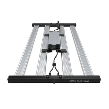 Roy オオモミジ 樹高H1.5m NEWミッション（オリーブの木）｜大型商品