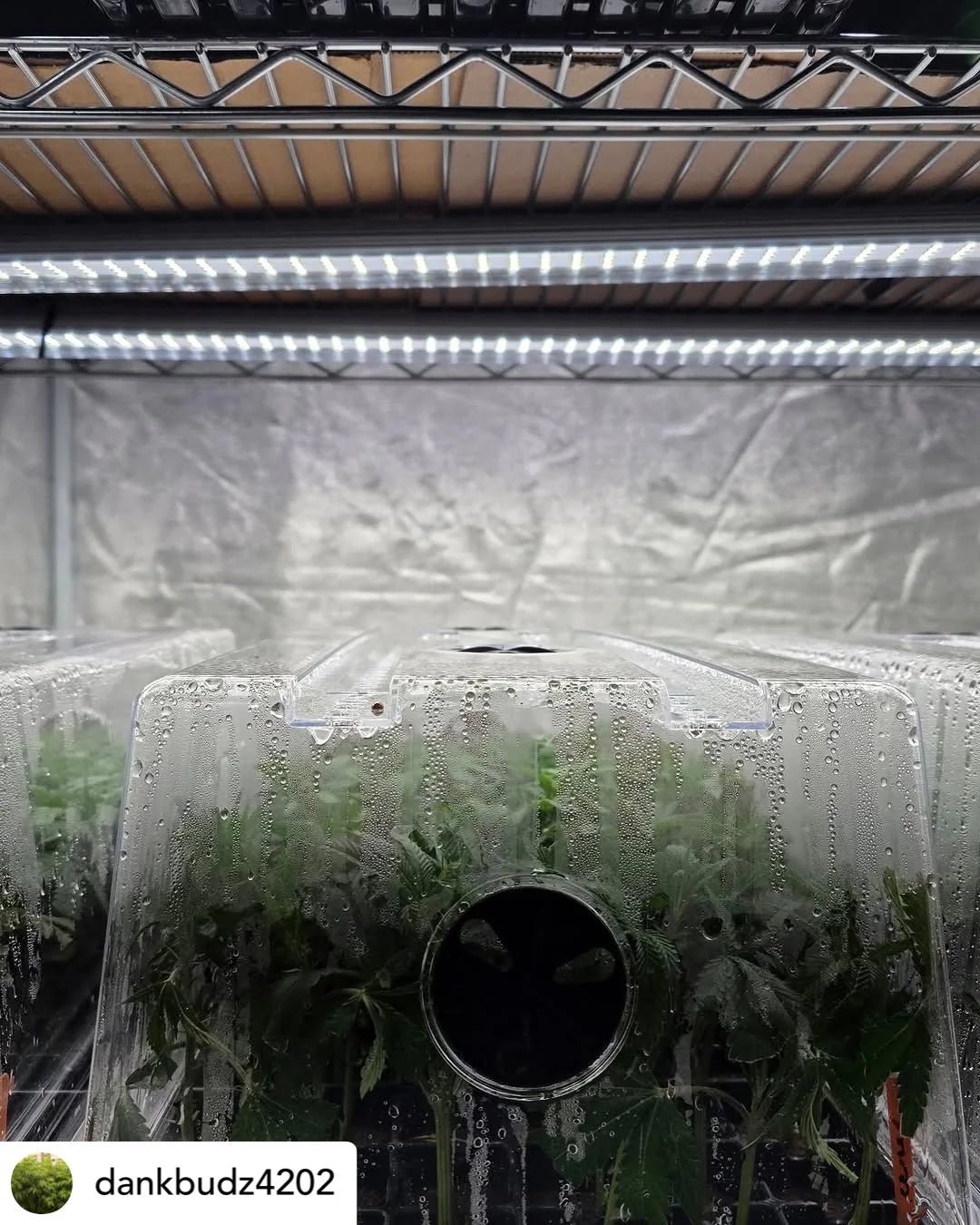 Mammoth Lighting Clone and Inter - canopy LED grow light bar (2 bars per box), 50w each - Green Thumb Depot