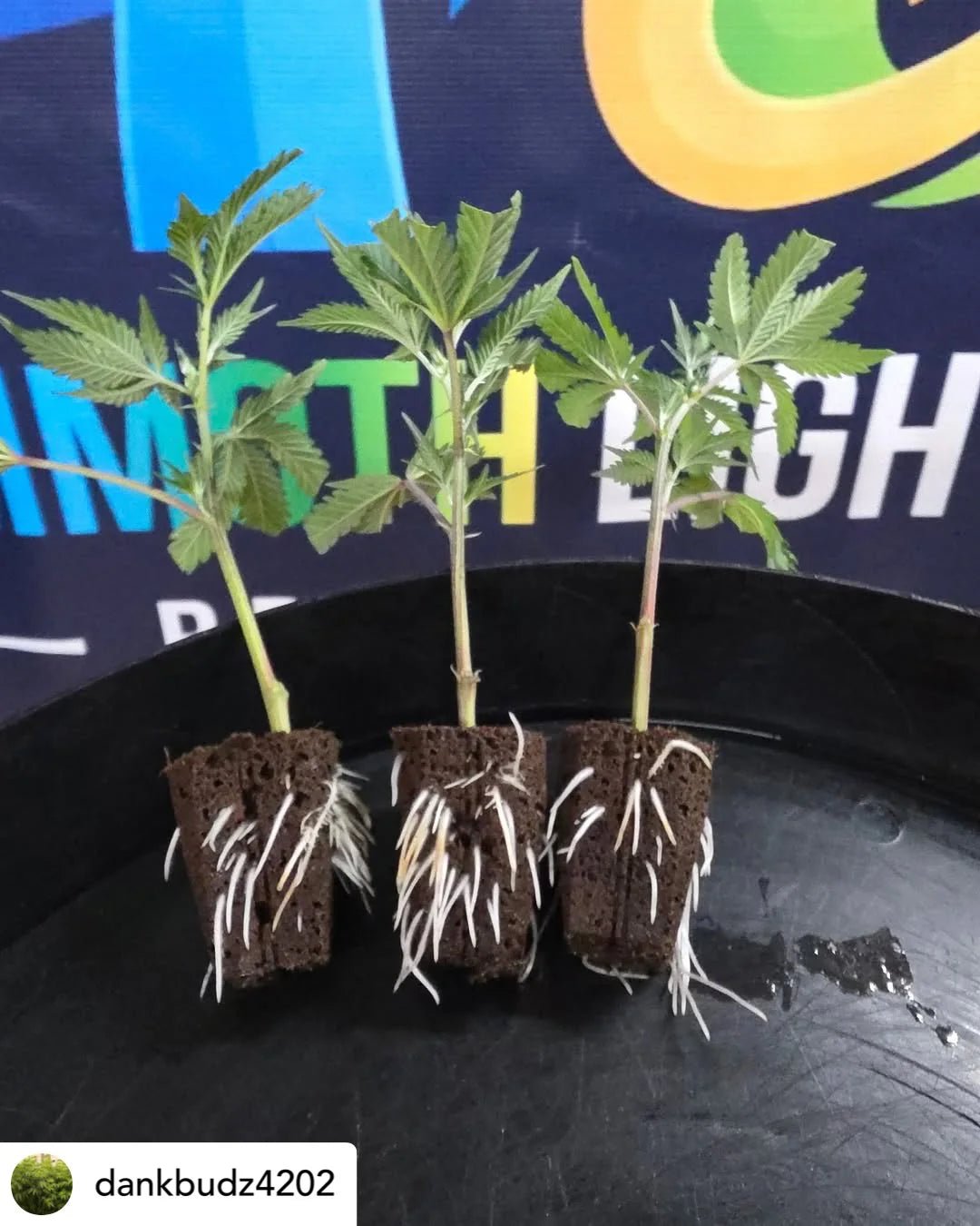 Mammoth Lighting Clone and Inter - canopy LED grow light bar (2 bars per box), 50w each - Green Thumb Depot