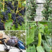 Vivosun 2 x 4Ft. Elastic Trellis Netting with 4 Hooks - Green Thumb Depot