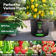 Vivosun 50 Gallon Grow Bags 1 - Pack Black Thickened Nonwoven Fabric Pots with Handles - Green Thumb Depot