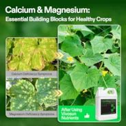 Vivosun Cal+Mag+Iron (2 - 0 - 0), Calcium, Magnesium & Iron Supplement, Liquid Nutrient Fertilizer for All Plants, 1 Quart - Green Thumb Depot