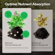 Vivosun pH Up & pH Down Kit, Liquid Fertilizer for All Plants and All Growing Systems, 1 Quart Each - Green Thumb Depot
