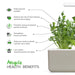 Arugula Plant Pods - Green Thumb Depot