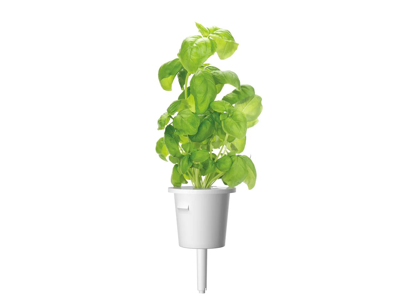 Basil Plant Pods - Green Thumb Depot