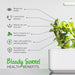 Bloody Sorrel Plant Pods - Green Thumb Depot