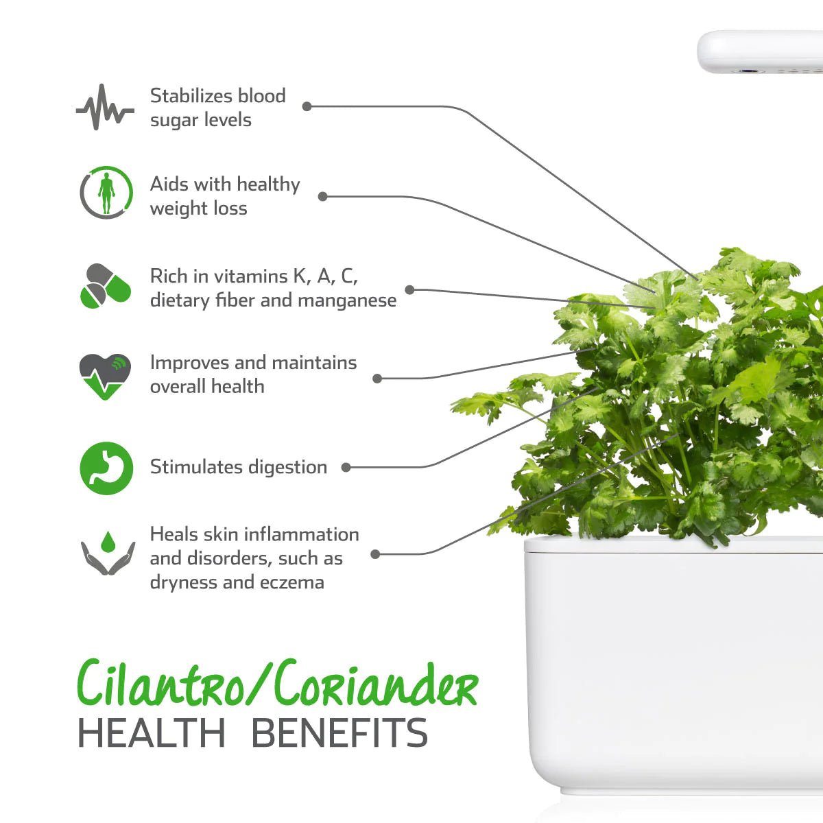 Cilantro/Coriander Plant Pods - Green Thumb Depot