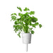 Cilantro/Coriander Plant Pods - Green Thumb Depot