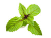 Cinnamon Basil Plant Pods - Green Thumb Depot