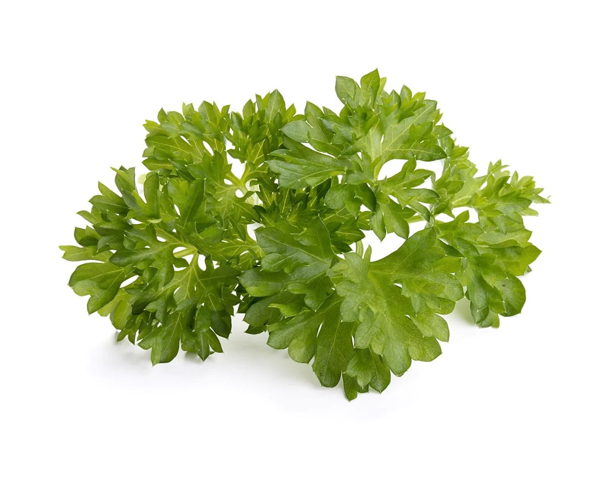 Curly Parsley Plant Pods - Green Thumb Depot
