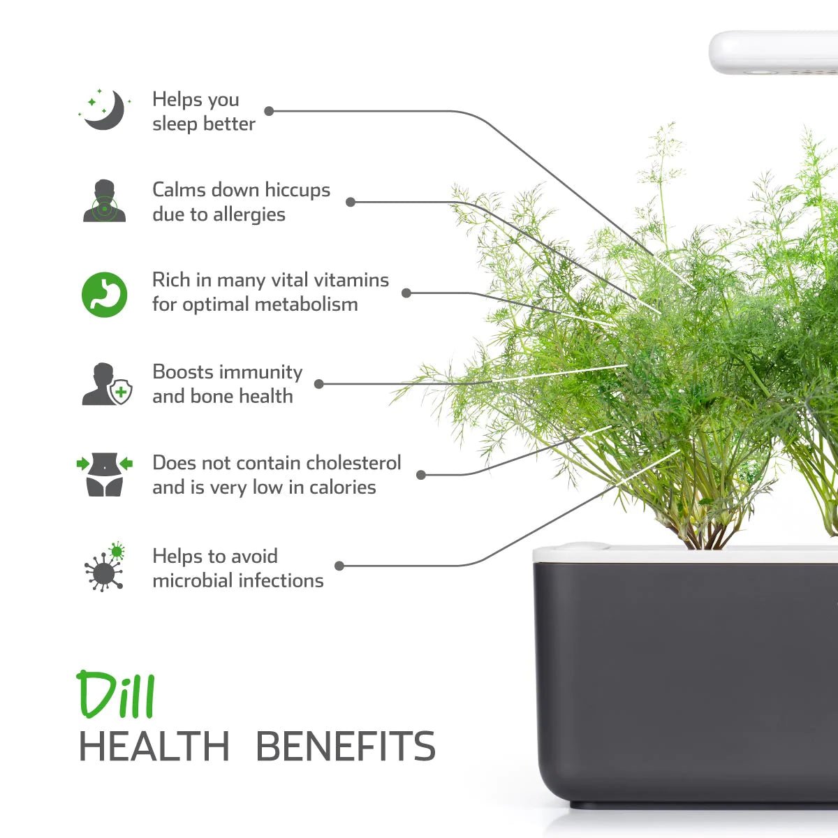 Dill Plant Pods - Green Thumb Depot