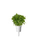 Dwarf Basil Plant Pods - Green Thumb Depot