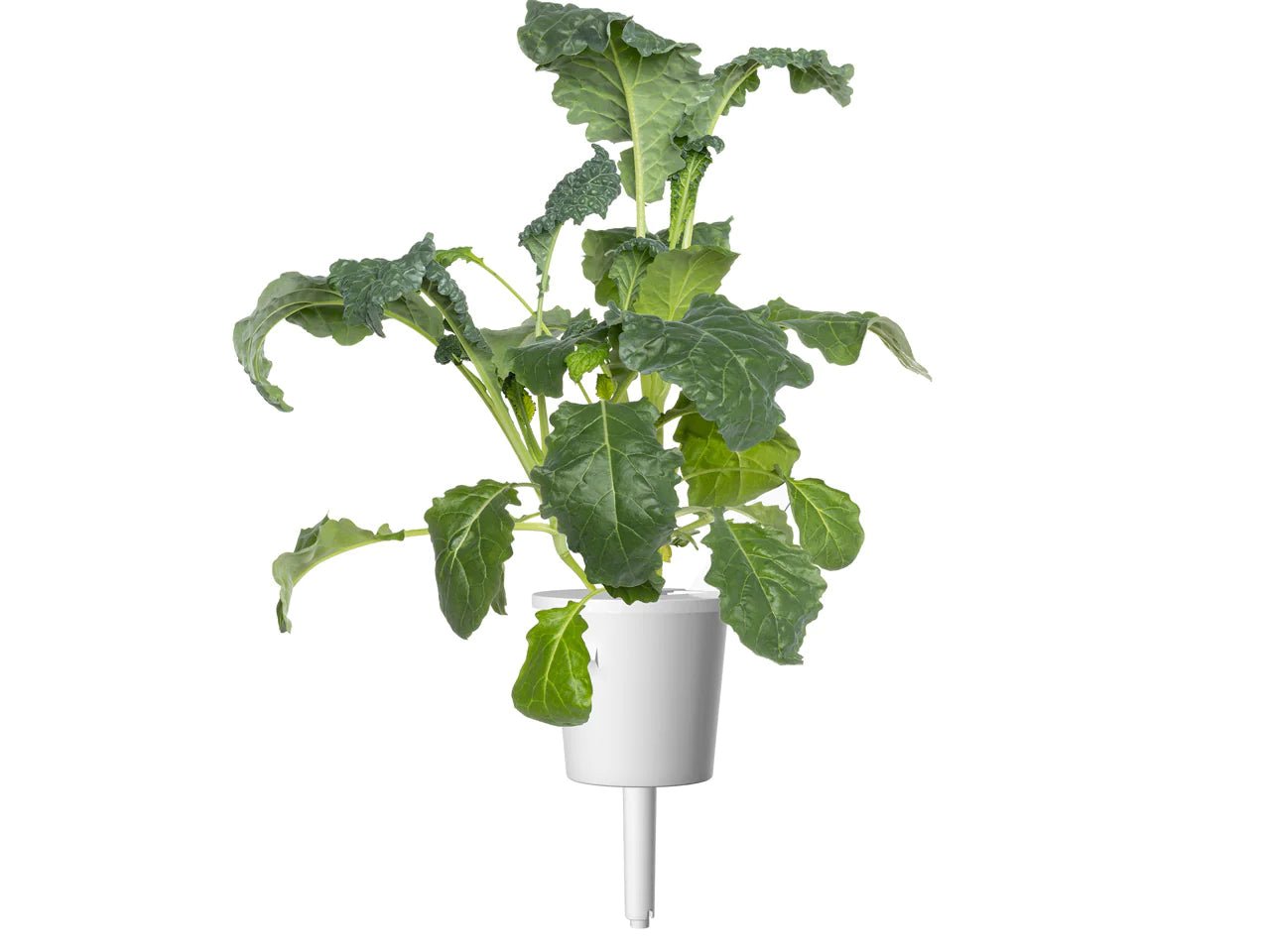 Italian Kale Plant Pods - Green Thumb Depot