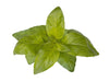 Lime Basil Plant Pods - Green Thumb Depot
