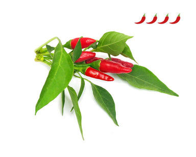 Piri Piri Chili Pepper Plant Pods - Green Thumb Depot