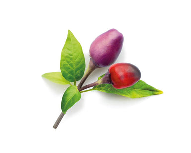 Purple Chili Pepper Plant Pods - Green Thumb Depot