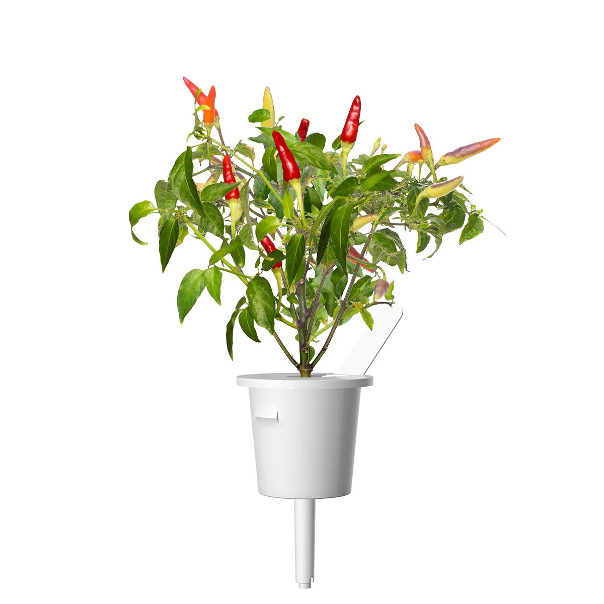 Red Hot Chili Pepper Plant Pods - Green Thumb Depot