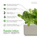 Romaine Lettuce Plant Pods - Green Thumb Depot