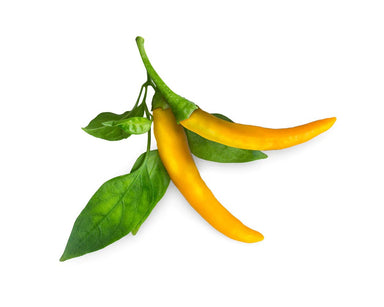 Yellow Chili Pepper Plant Pods - Green Thumb Depot