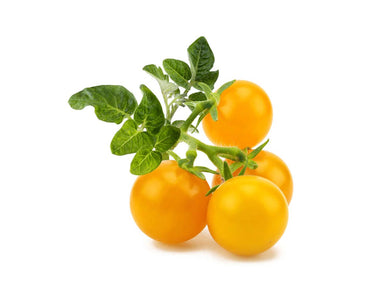 Yellow Mini Tomato Plant Pods - Green Thumb Depot